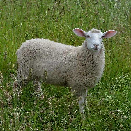 Hotel & Ferienunterkuenfte Hus Seeblick *