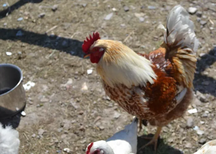 Hotell & Ferienunterkuenfte Hus Seeblick
